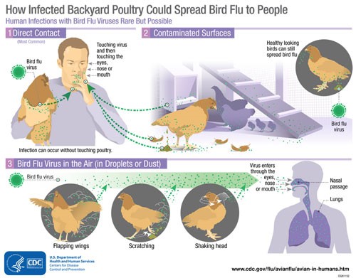 How Infected Backyard Poultry Could Spread Bird Flu to People