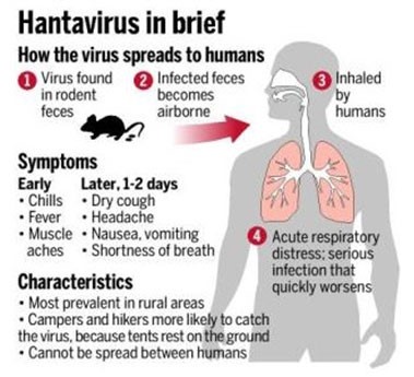 Hantavirus in Brief