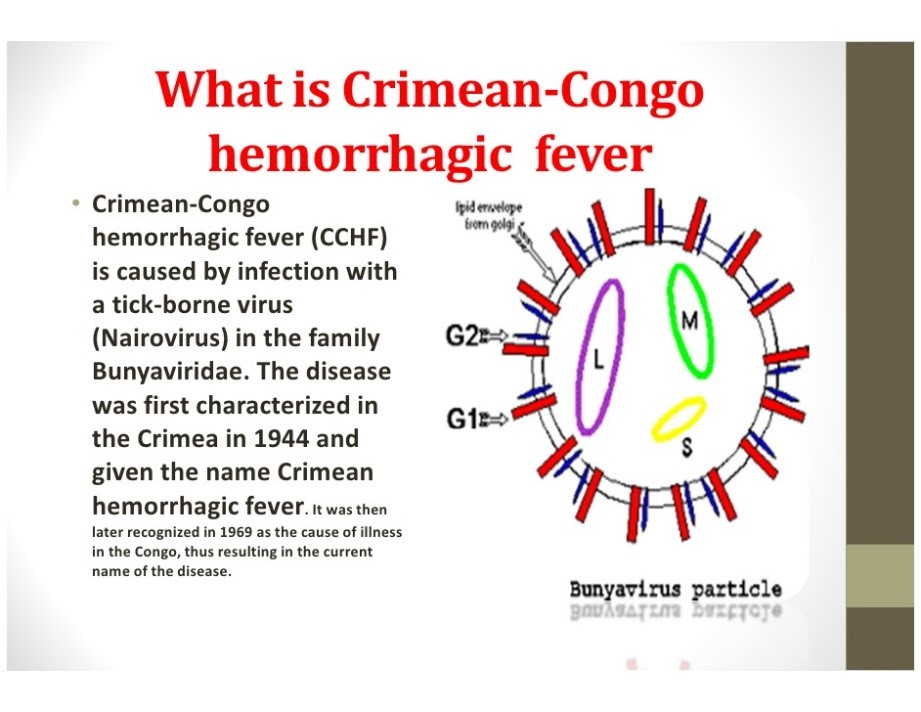 Crimean-Congo Hemorrhagic Fever