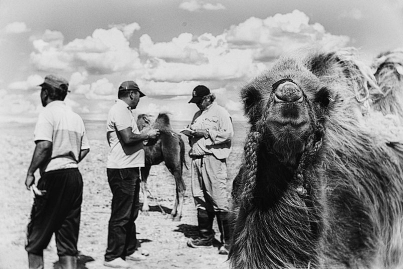 The search for zoonotic diseases can take researchers from the Center of Excellence for Emerging and Zoonotic Animal Diseases to some exotic locales. Few, however, are likely to be more exotic, or more challenging, than the Gobi Desert of Mongolia. Dr. Juergen Richt, director of CEEZAD, spent several days there in September as part of a team of veterinary scientists researching the spread of Middle East Respiratory Syndrome (MERS), Rift Valley Fever and various swine diseases. Working with a group that also included Mongolian scientists, their mission was to track the spread of those diseases through the indigenous camel population as well as the wild and domestic pig populations. The researchers spent most of their time at a site six hours south of Ulaanbaatar, the nation’s capital city, close to the Gobi Desert, where daytime summer temperatures can exceed 120 degrees. There they collected blood samples from about 50 Bactrian camels and about 40 head of cattle in an effort to ascertain the presence of MERS in camels or Rift Valley Fever in camels and cattle.  “The challenge is to find and catch” the camels, Dr. Richt said. “They belong to nomadic farmers.” He said the local veterinarians are able to guide them to the camels.