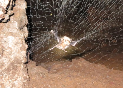 bat in net
