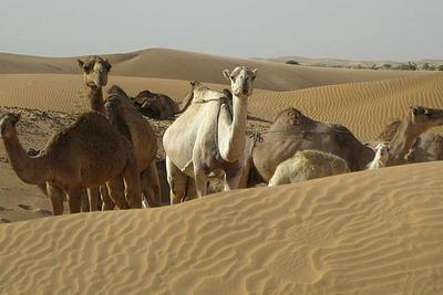 camels