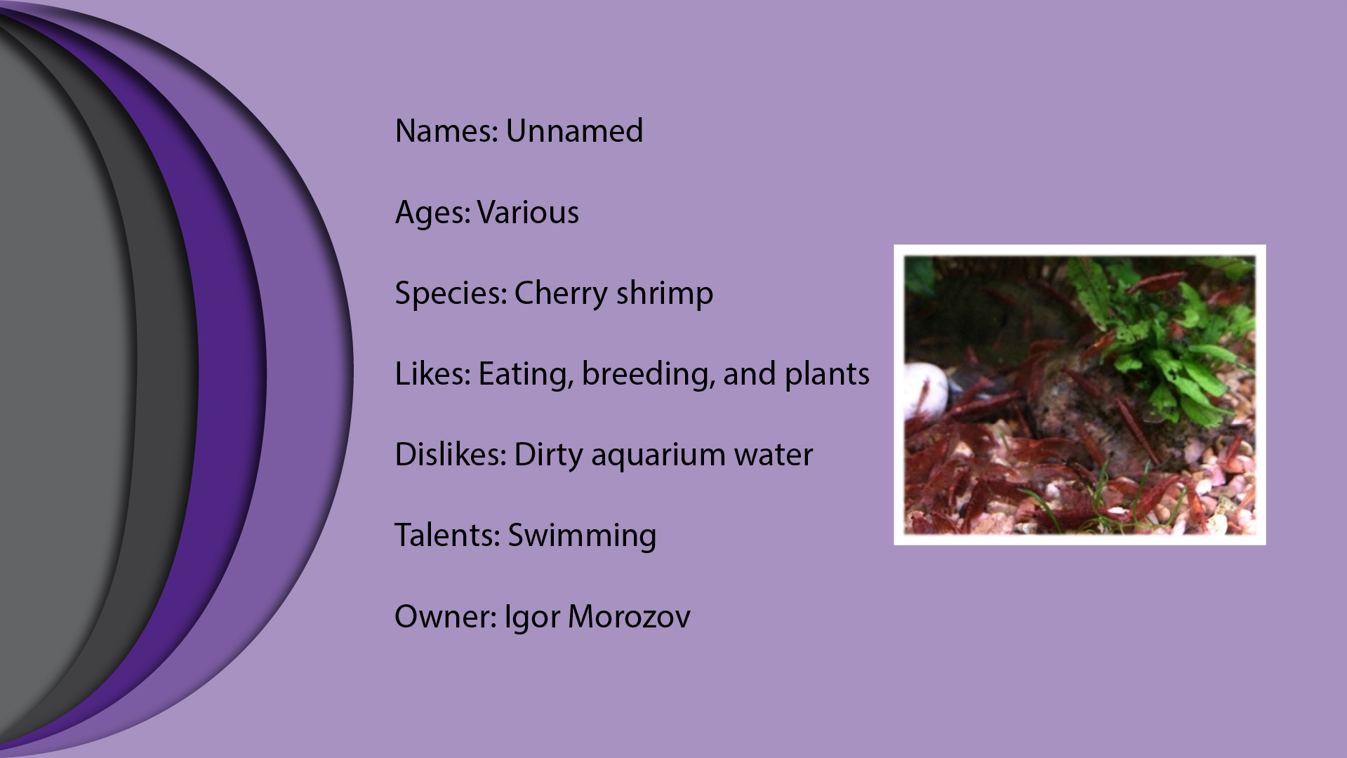Cherry Shrimp